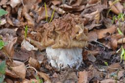 Maublancomyces ticinianus