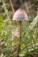Panaeolus papilionaceus