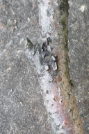 Asterosporium asterospermum