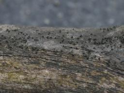 Lophiostoma quadrinucleatum