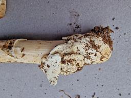 Amanita coryli