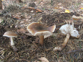 Rhodocollybia butyracea