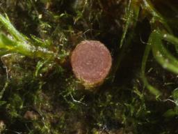Octospora lilacina