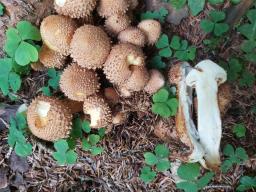 Pholiota squarrosa