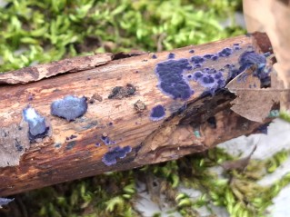 Terana coerulea