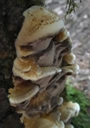 Xanthoporia radiata