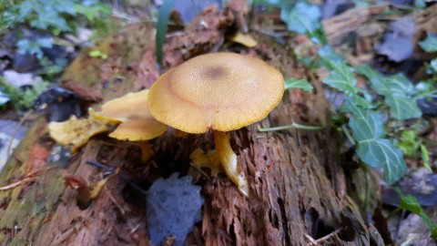 Tricholomopsis decora