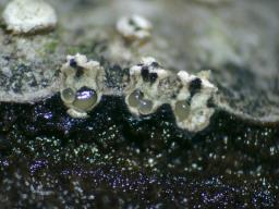 Cytospora nivea