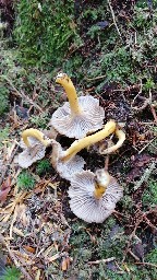 Craterellus lutescens