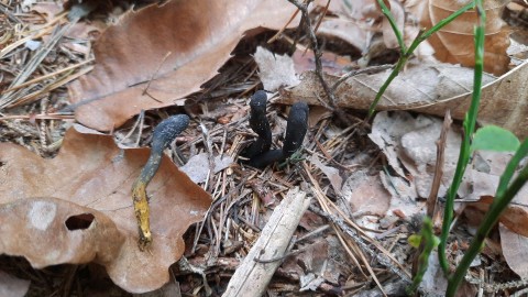 Tolypocladium ophioglossoides