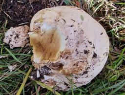Calvatia gigantea