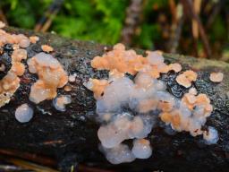 Phaeotremella mycophaga