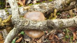 Pleurotus calyptratus
