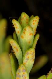 Uromyces scutellatus