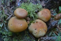 Kuehneromyces lignicola