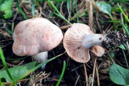 Clitopilus geminus