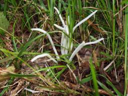 Clavaria fragilis