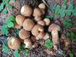 Pholiota squarrosa