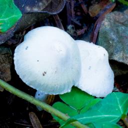 Inocybe geophylla