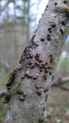 Hypoxylon fuscum