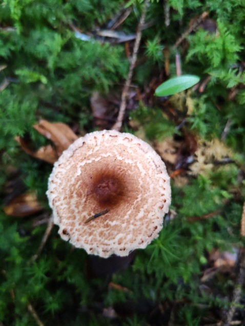 Lepiota castanea