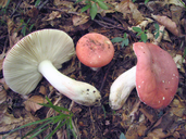 Russula rosea