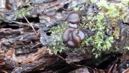 Pachyella violaceonigra
