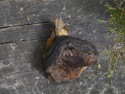 Antrodiella citrinella