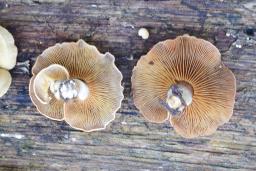 Panellus stipticus