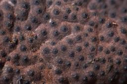Hypomontagnella submonticulosa