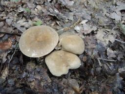 Lactarius pterosporus