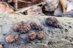 Hypoxylon cercidicola