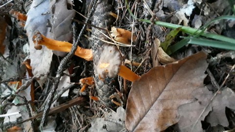 Craterellus lutescens