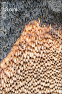 Szczepkamyces campestris