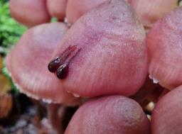 Mycena haematopus