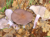 Collybia personata