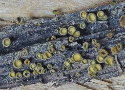 Neodasyscypha cerina