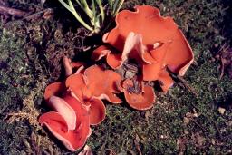 Aleuria aurantia