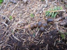 Tolypocladium capitatum
