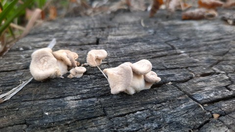Panus neostrigosus