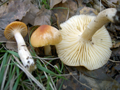 Cuphophyllus pratensis