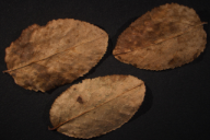 Naohidemyces vacciniorum
