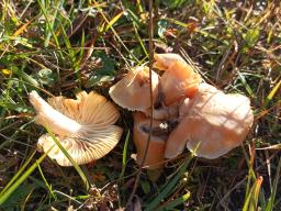 Cuphophyllus pratensis