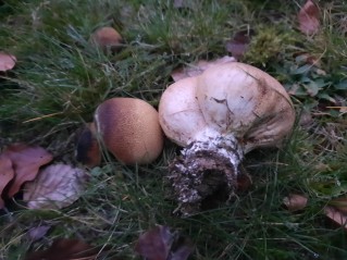 Scleroderma cepa