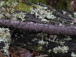 Peniophora quercina