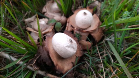 Geastrum triplex