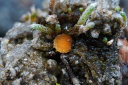 Octospora leucoloma