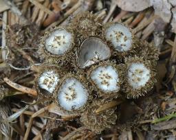Cyathus striatus