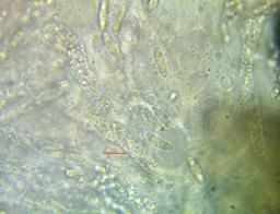 Natantiella ligneola