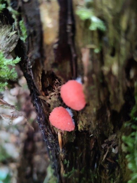 Tubifera ferruginosa